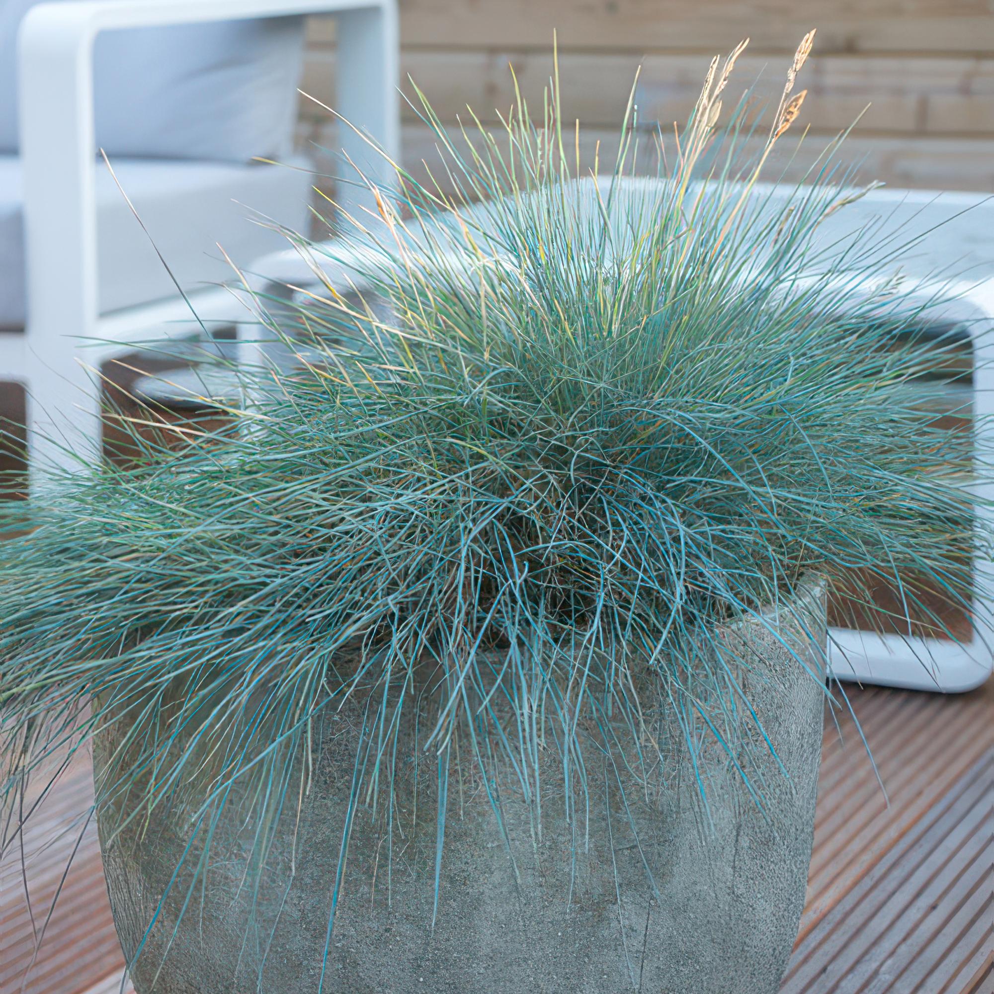 Festuca glauca 'Elijah Bleu' potmaat 9 cm hoogte 10 tot 25 cm - 47731 - PlantenShop24