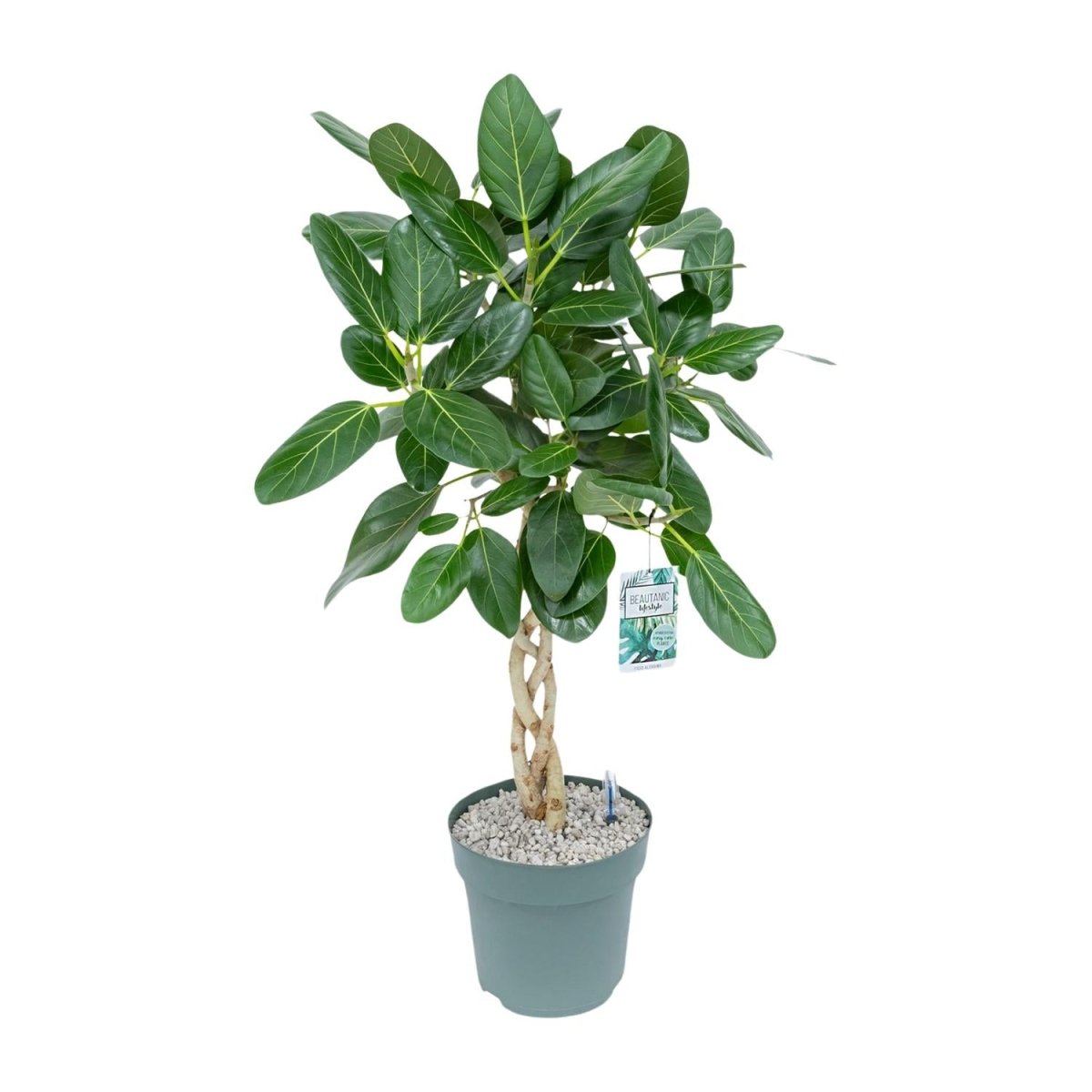 Ficus Altissima P 27 H 110 cm - 25004 - PlantenShop24