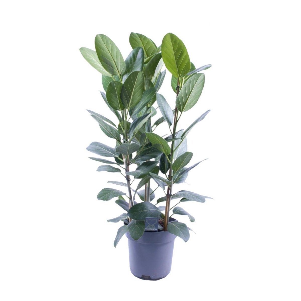 Ficus Audrey Toef 3 Stekken P 27 H 105 cm - 12636 - PlantenShop24