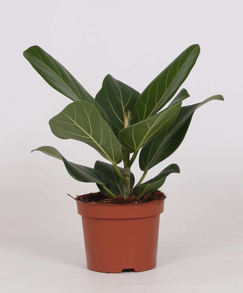 Ficus Bengalensis P 12 H 25 cm - 9639 - PlantenShop24