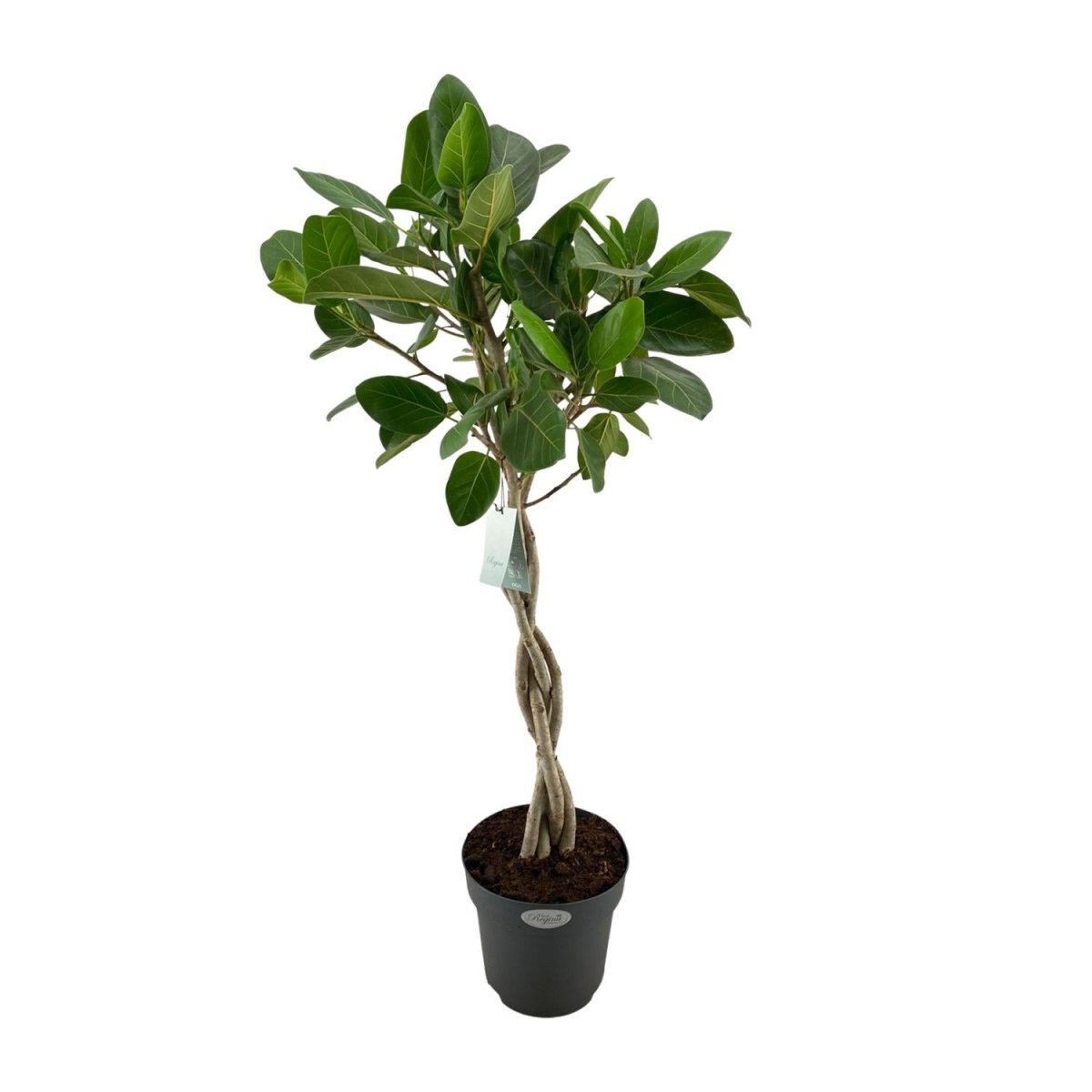 Ficus Benghalensis 'Audrey' P 27 H 110 cm - 12279 - PlantenShop24