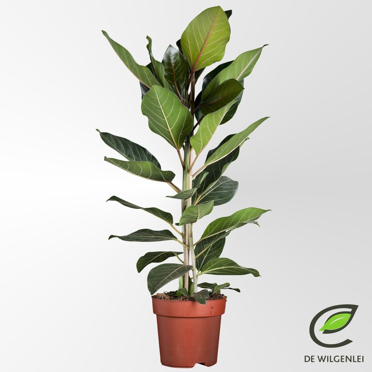 Ficus Benghalensis 'Joy' P 21 H 90 cm - 49907 - PlantenShop24