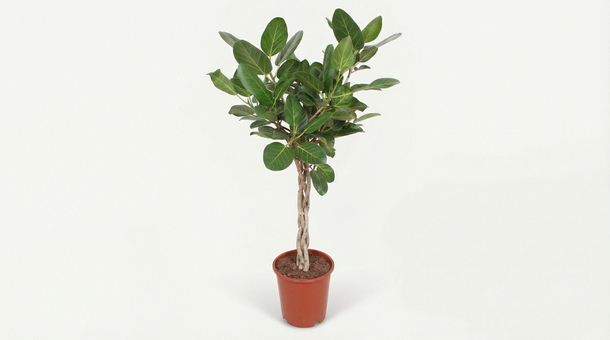 Ficus Benghalensis P 27 H 120 cm - 10137 - PlantenShop24