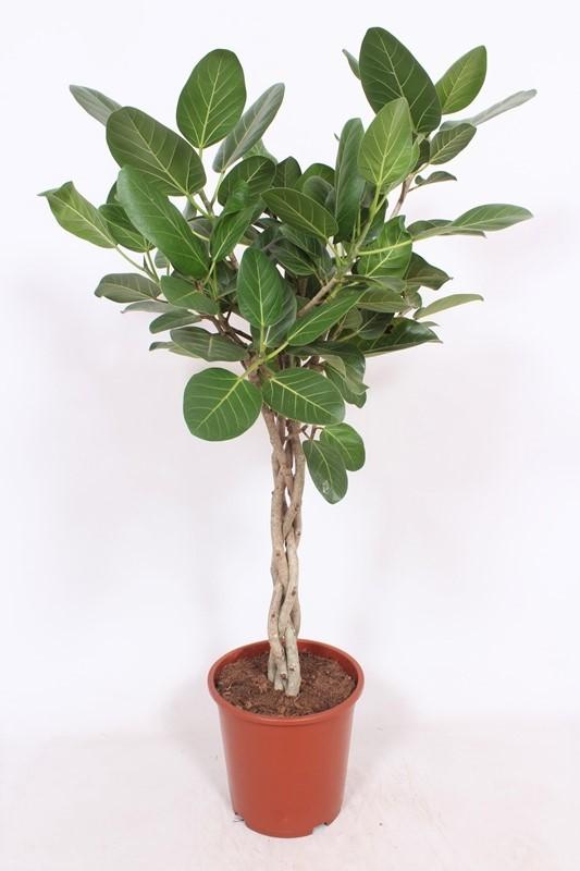 Ficus Benghalensis P 27 H 120 cm - 10137 - PlantenShop24