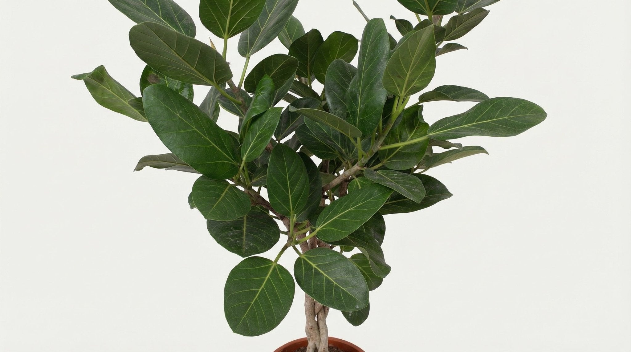 Ficus Benghalensis P 27 H 120 cm - 10137 - PlantenShop24