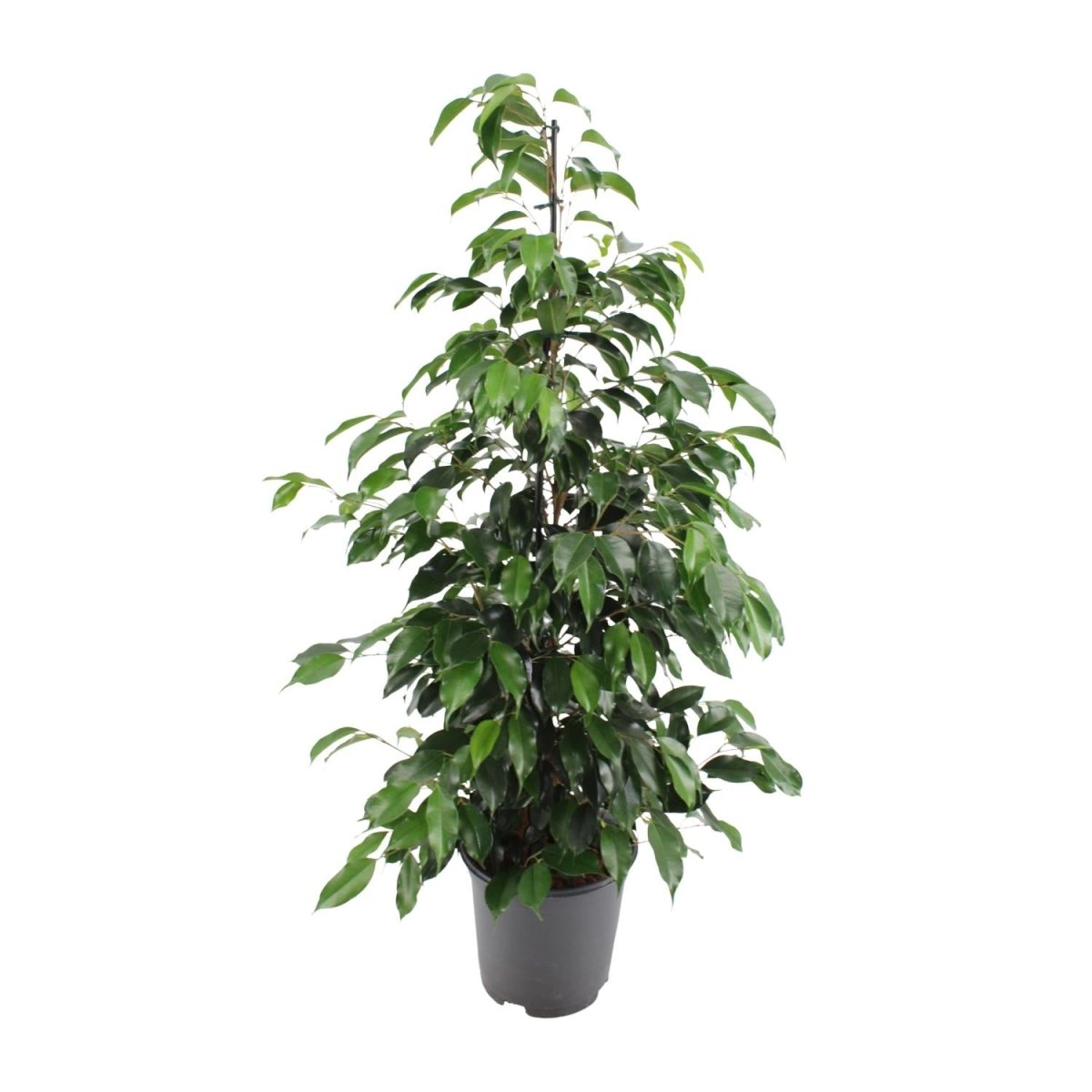 Ficus Benjamina 'Danielle' P 21 H 105 cm - 7028 - PlantenShop24