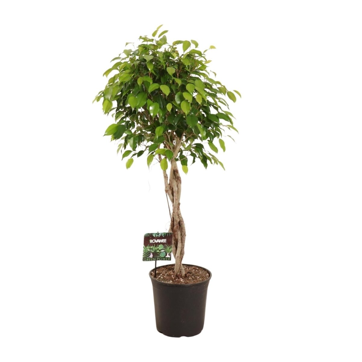 Ficus Benjamina Exotica P 27 H 120 cm - 11907 - PlantenShop24