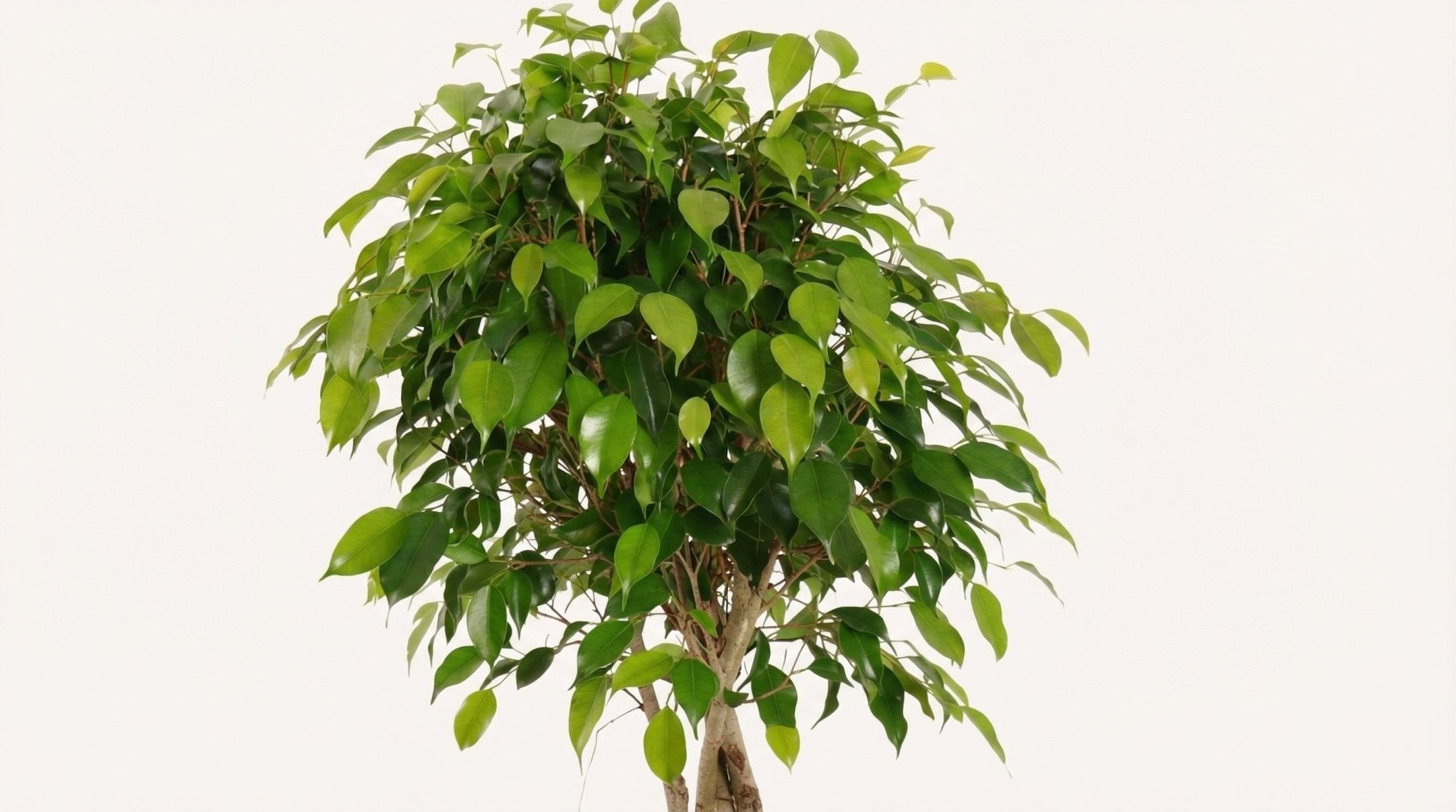Ficus Benjamina Exotica P 27 H 120 cm - 11907 - PlantenShop24