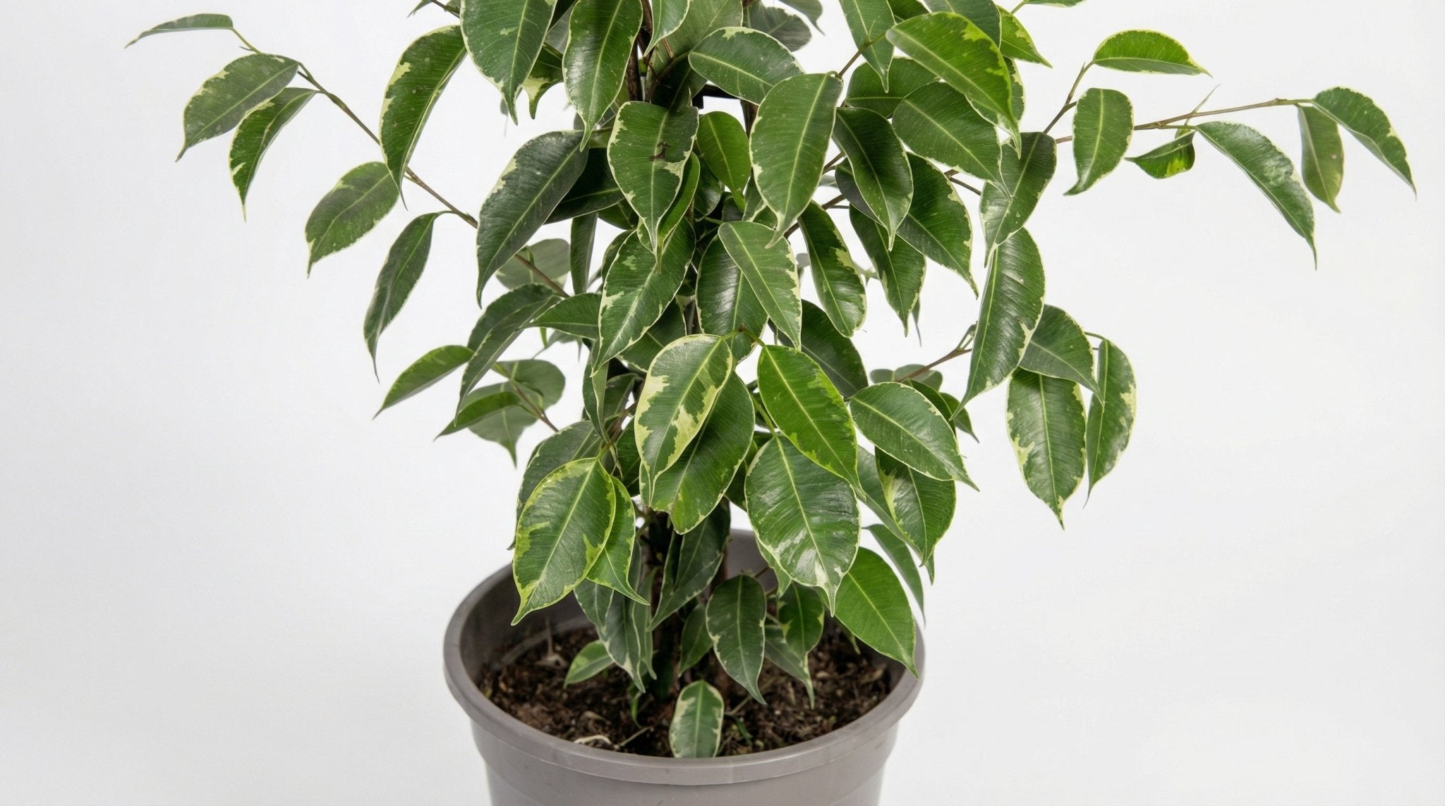 Ficus Benjamina 'Golden King' H 60 tot 80 cm - 46291 - PlantenShop24