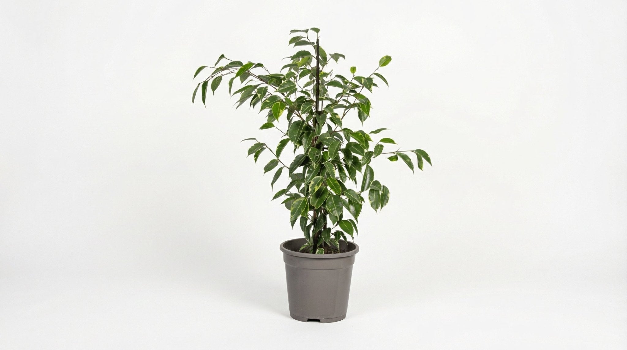 Ficus Benjamina 'Golden King' H 60 tot 80 cm - 46291 - PlantenShop24