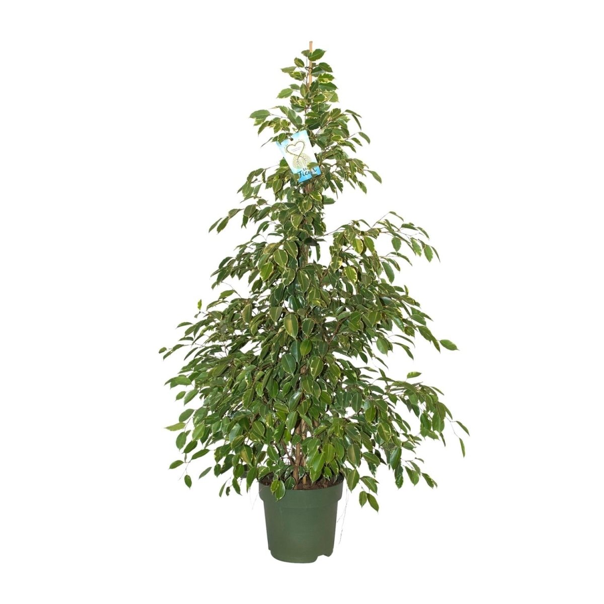 Ficus Benjamina 'Golden King' P 27 H 130 cm - 18929 - PlantenShop24