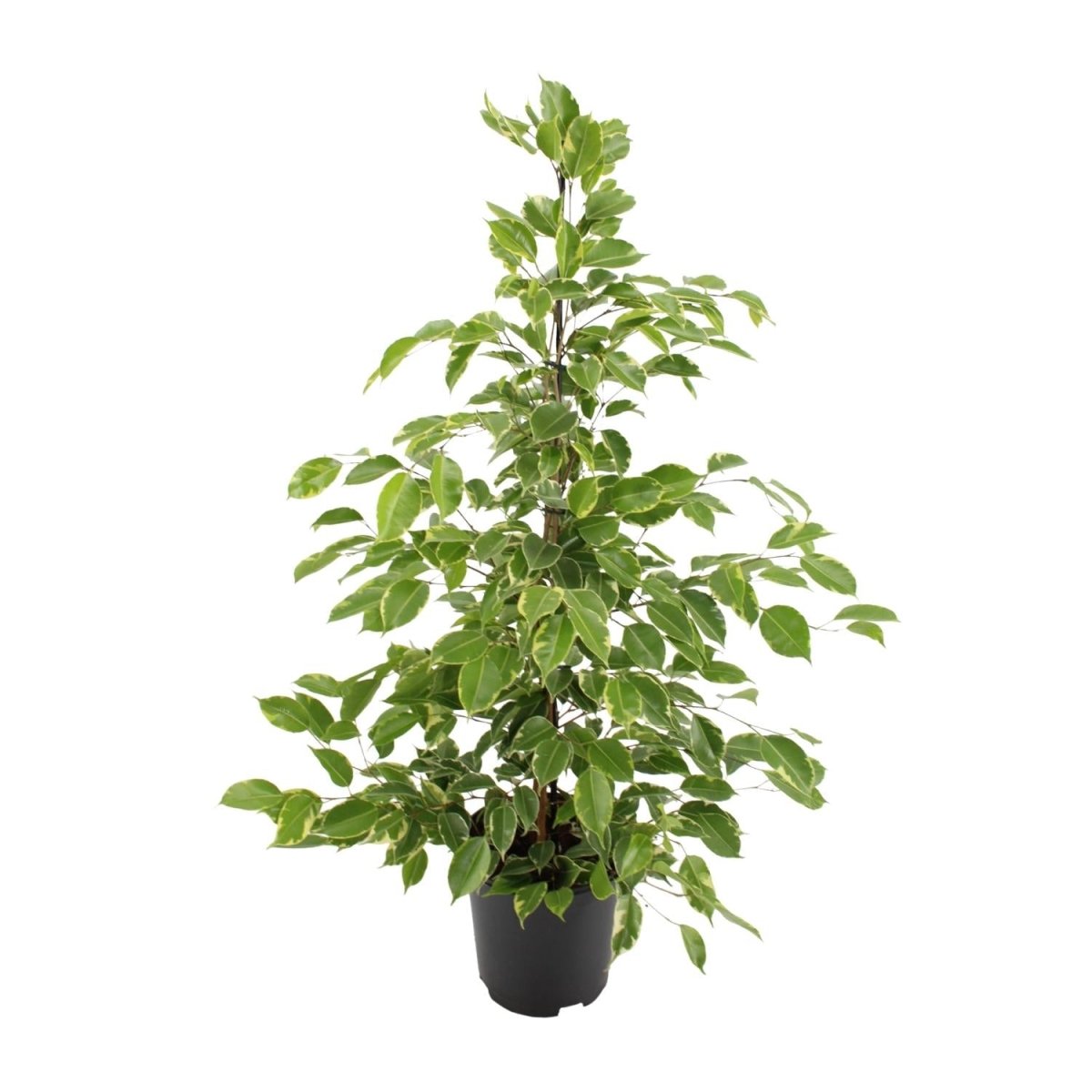 Ficus Benjamina 'Goldenking' P 21 H 95 cm - 7032 - PlantenShop24