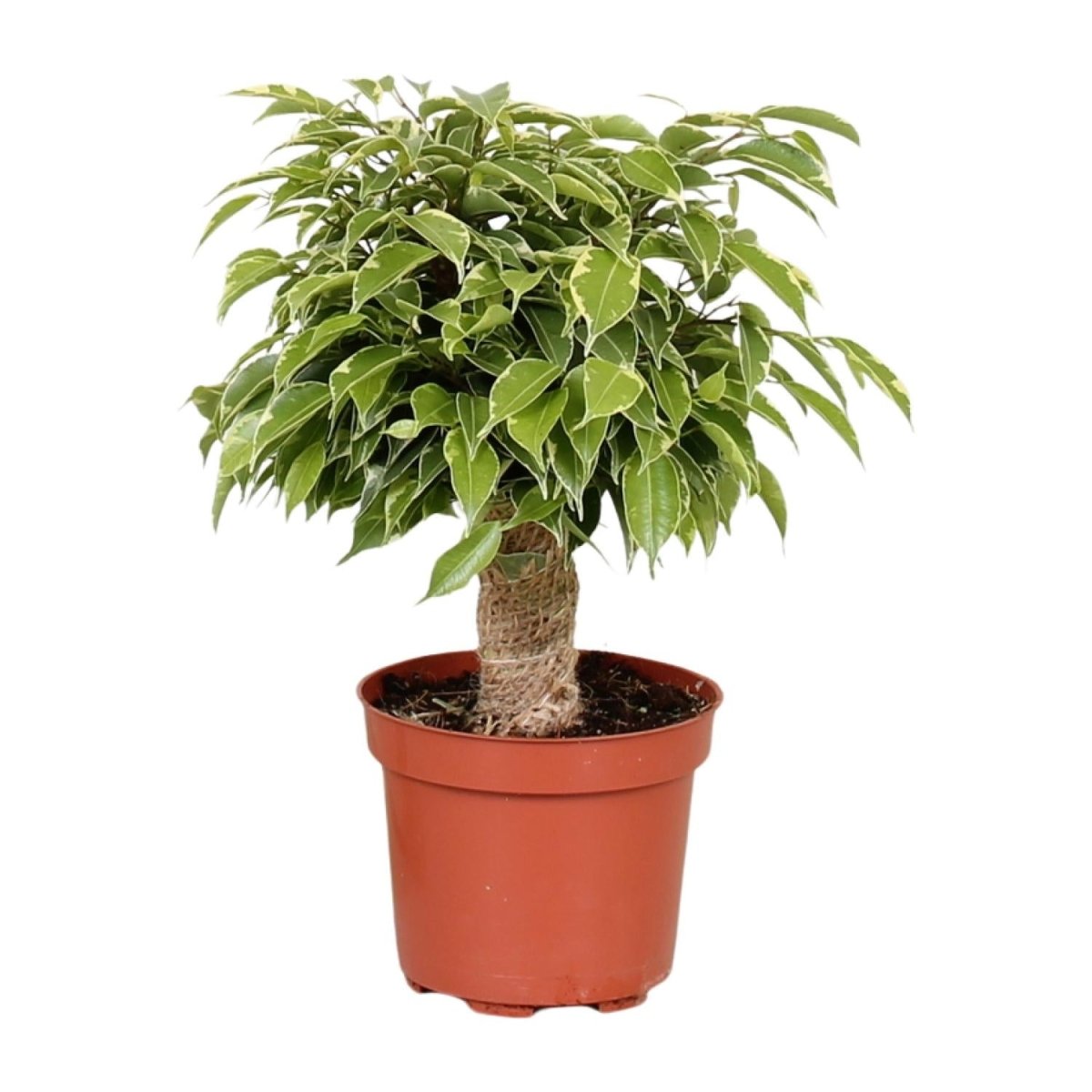 Ficus Benjamina 'Kinky' P 12 H 28 cm - 18125 - PlantenShop24