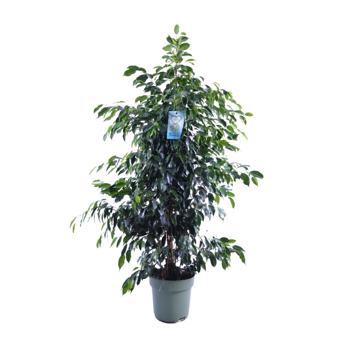Ficus Benjamina 'Midnight Lady' P 27 H 140 cm - 18925 - PlantenShop24