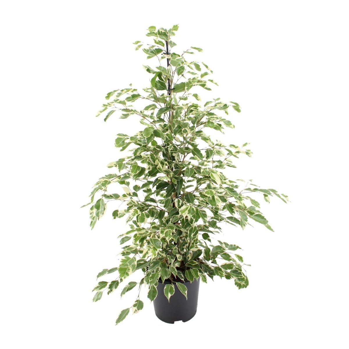 Ficus Benjamina 'Twilight' P 21 H 95 cm - 7030 - PlantenShop24