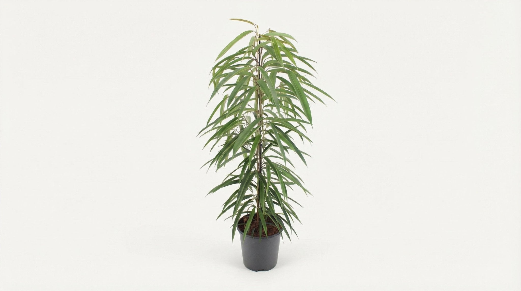 Ficus Binnendijkii Alii P 21 H 80 cm - 10294 - PlantenShop24
