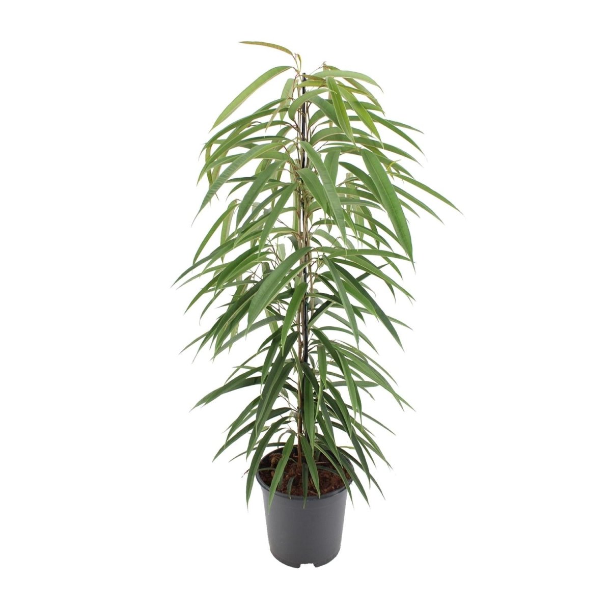 Ficus Binnendijkii Alii P 21 H 80 cm - 10294 - PlantenShop24