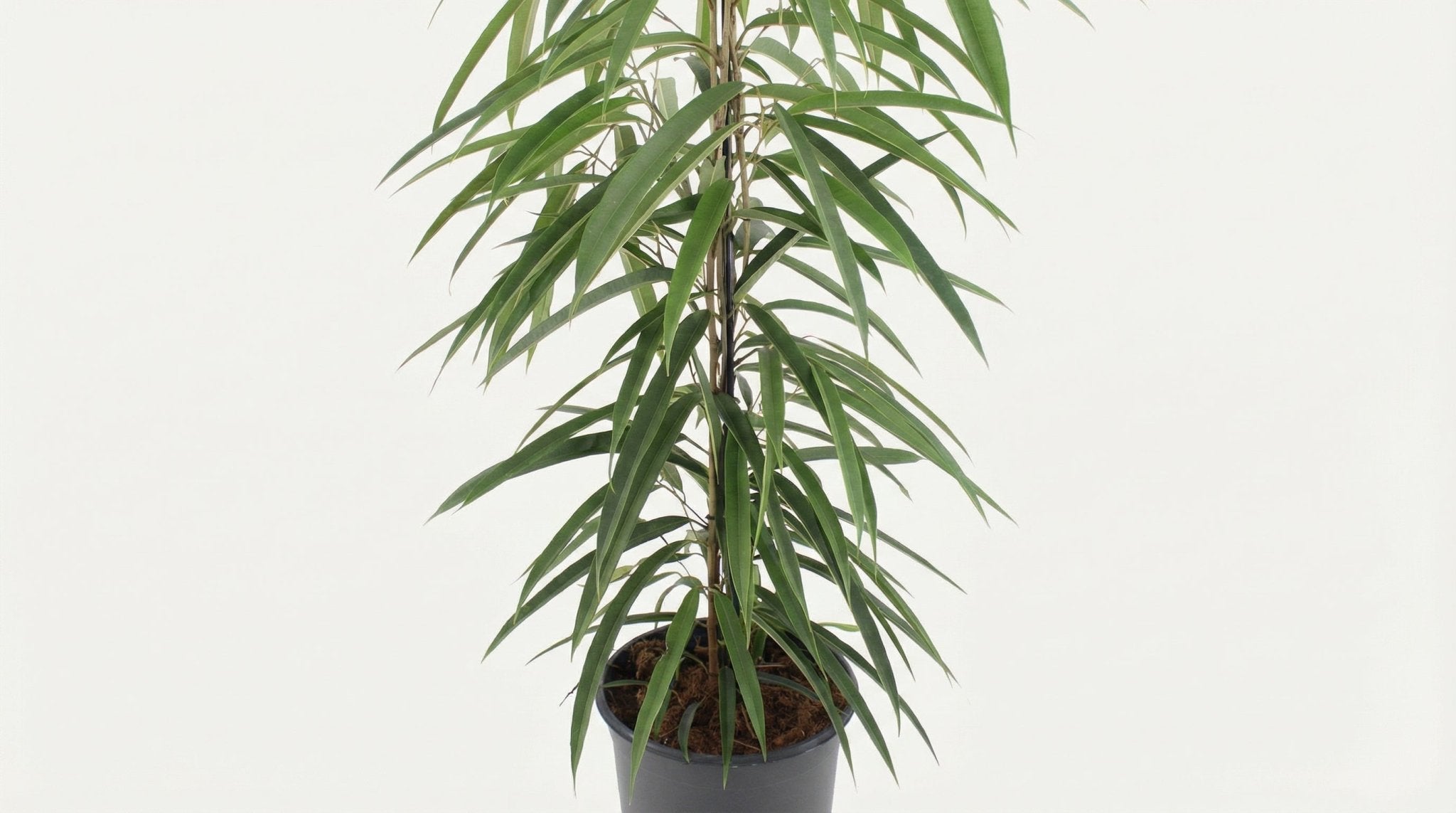 Ficus Binnendijkii Alii P 21 H 80 cm - 10294 - PlantenShop24