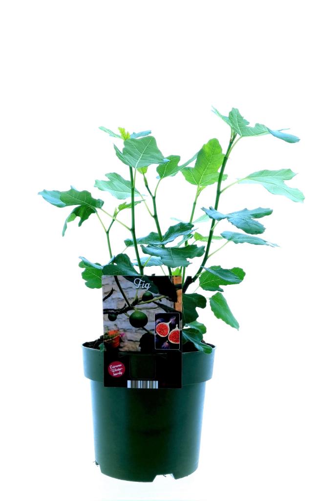 Ficus Carica 'Bornholm' P 19 H 50 cm - 33095 - PlantenShop24