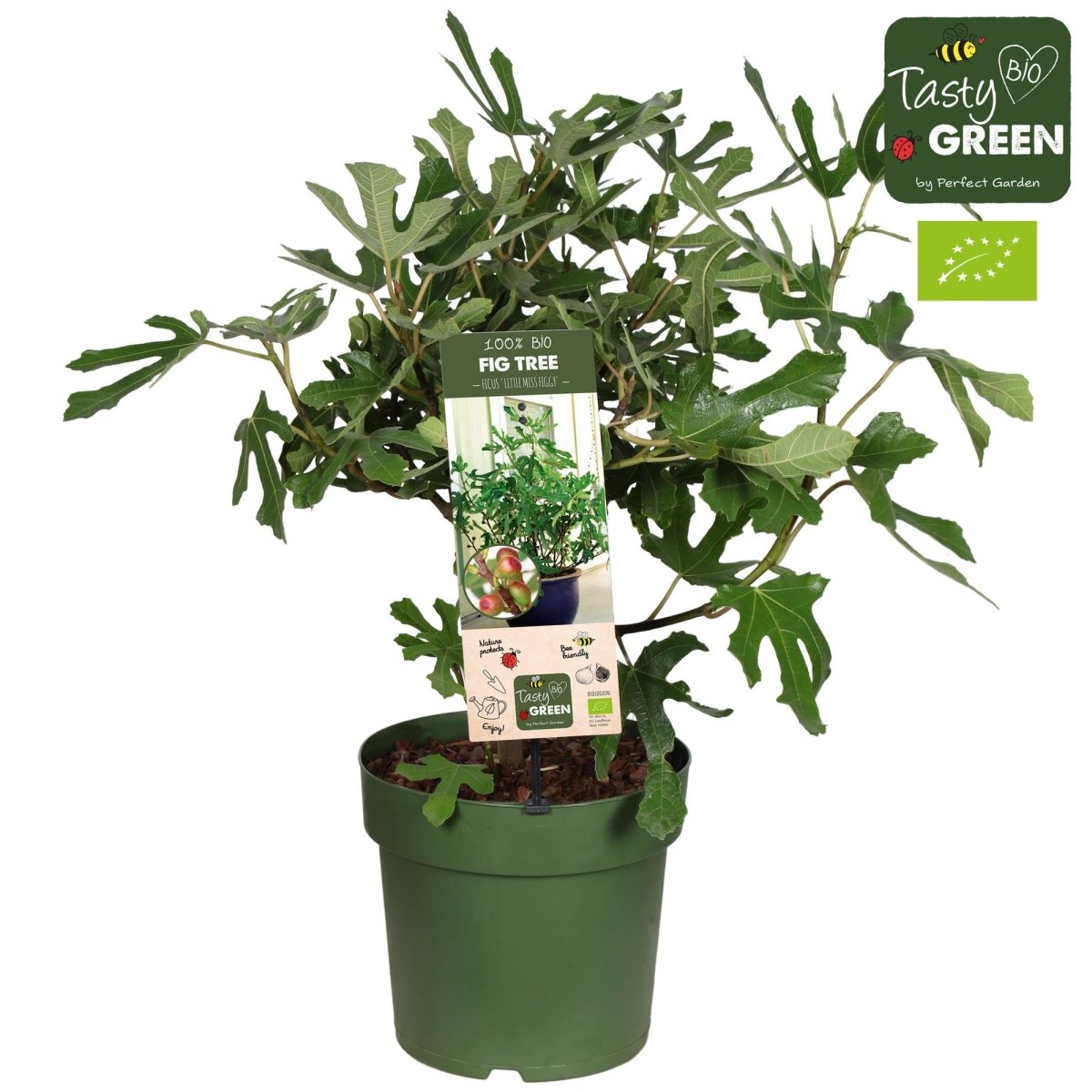 Ficus Carica 'Little Miss Figgy' Bio Vijg P 23 H 50 cm - 30185 - PlantenShop24