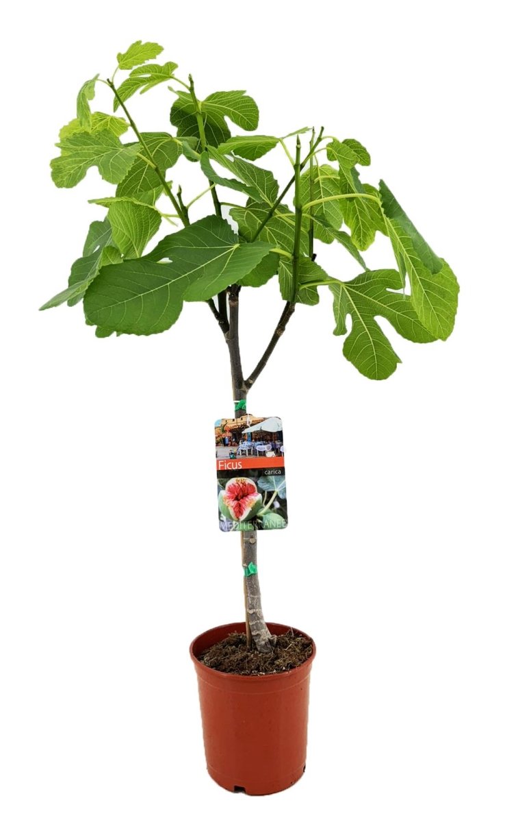 Ficus Carica P 17 H 80 cm - 33099 - PlantenShop24