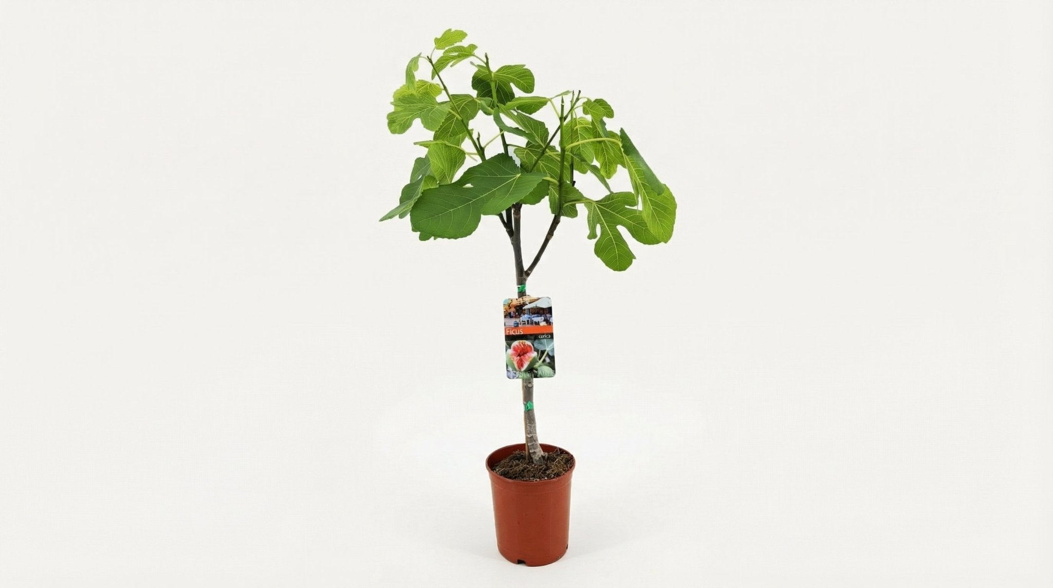 Ficus Carica P 17 H 80 cm - 33099 - PlantenShop24