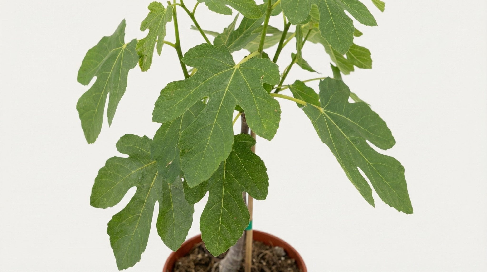 Ficus Carica P 17 H 80 cm - 33099 - PlantenShop24