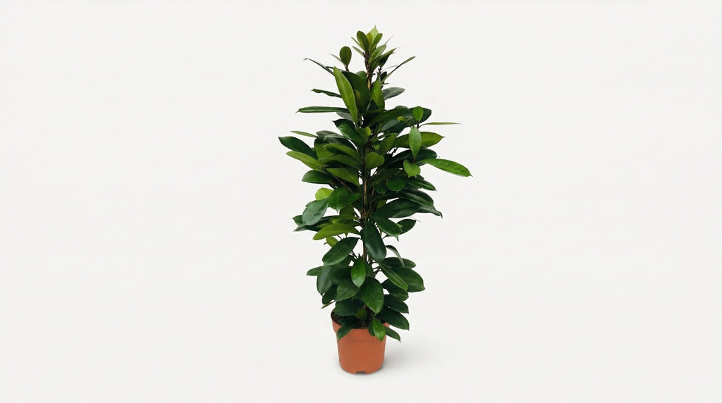 Ficus Cyathistipula P 21 H 105 cm - 5077 - PlantenShop24