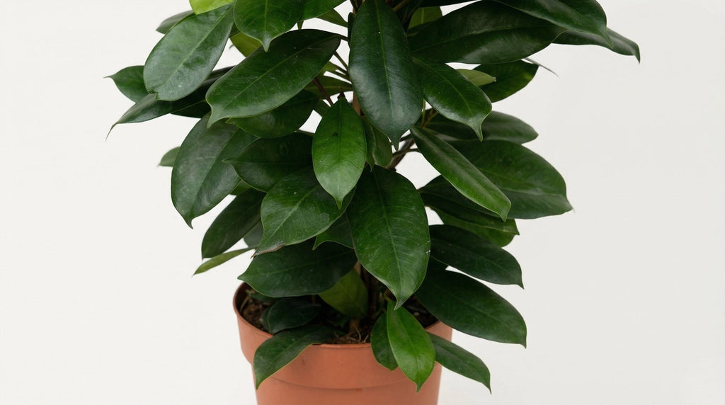 Ficus Cyathistipula P 21 H 105 cm - 5077 - PlantenShop24