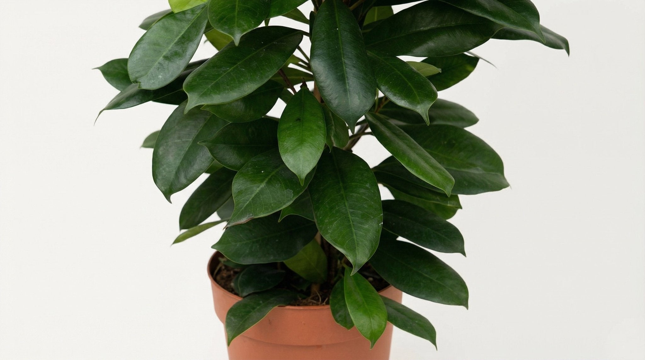 Ficus Cyathistipula P 21 H 105 cm - 5077 - PlantenShop24
