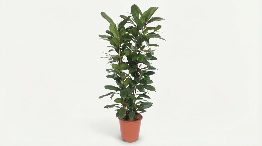 Ficus Cyathistipula P 27 H 120 cm - 10195 - PlantenShop24