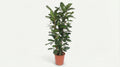 Ficus Cyathistipula P 27 H 120 cm - 10195 - PlantenShop24