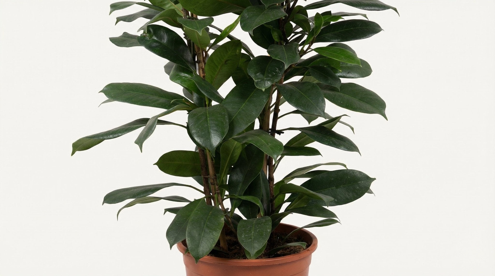 Ficus Cyathistipula P 27 H 120 cm - 10195 - PlantenShop24