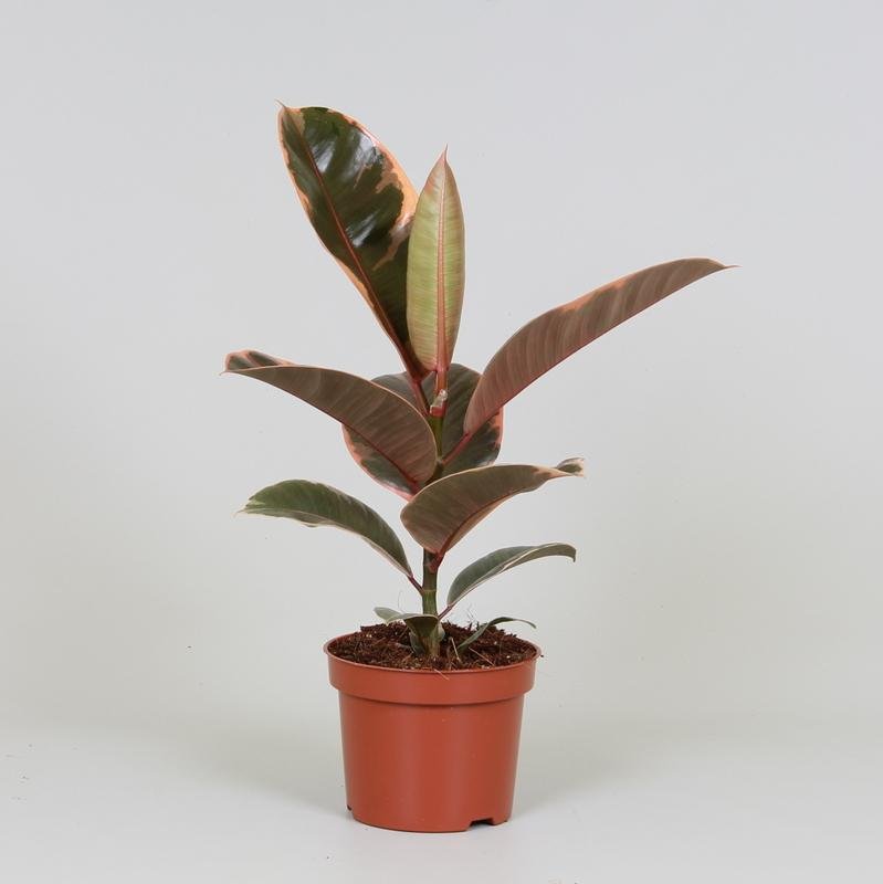 Ficus Elastica 'Belize' P 12 H 30 cm - 9635 - PlantenShop24