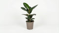 Ficus Elastica Robusta P 17 H 50 tot 60 cm - 46289 - PlantenShop24