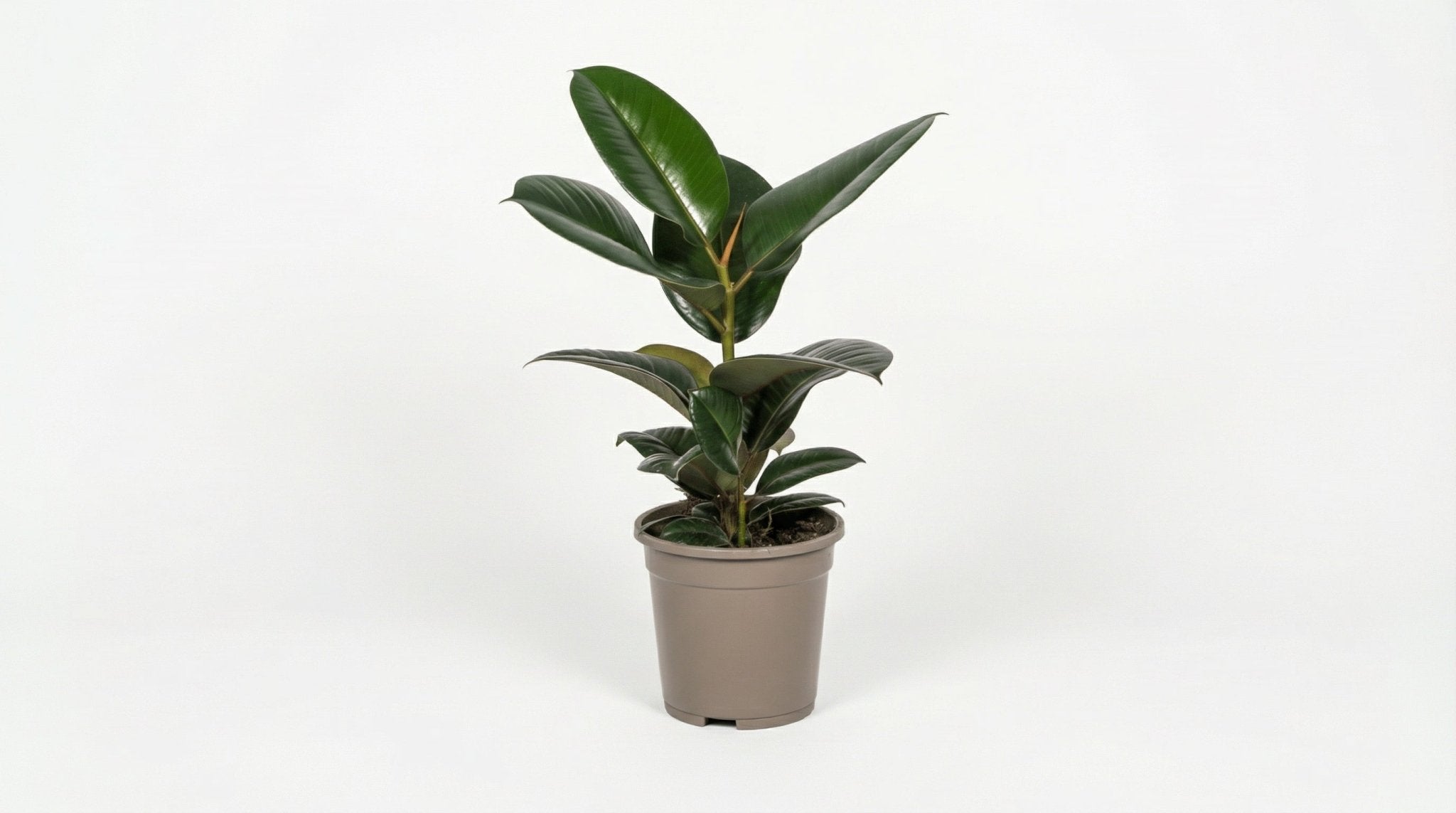 Ficus Elastica Robusta P 17 H 50 tot 60 cm - 46289 - PlantenShop24