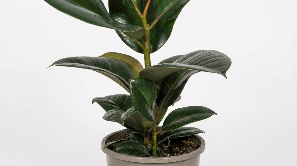 Ficus Elastica Robusta P 17 H 50 tot 60 cm - 46289 - PlantenShop24
