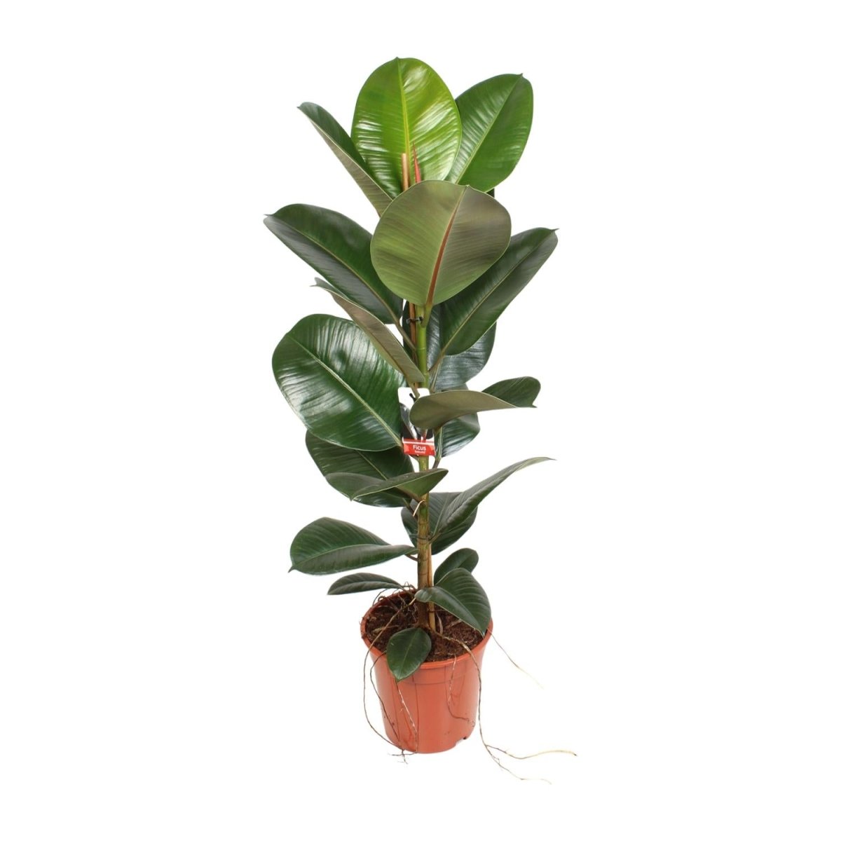 Ficus Elastica 'Robusta' P 21 H 95 cm - 23187 - PlantenShop24
