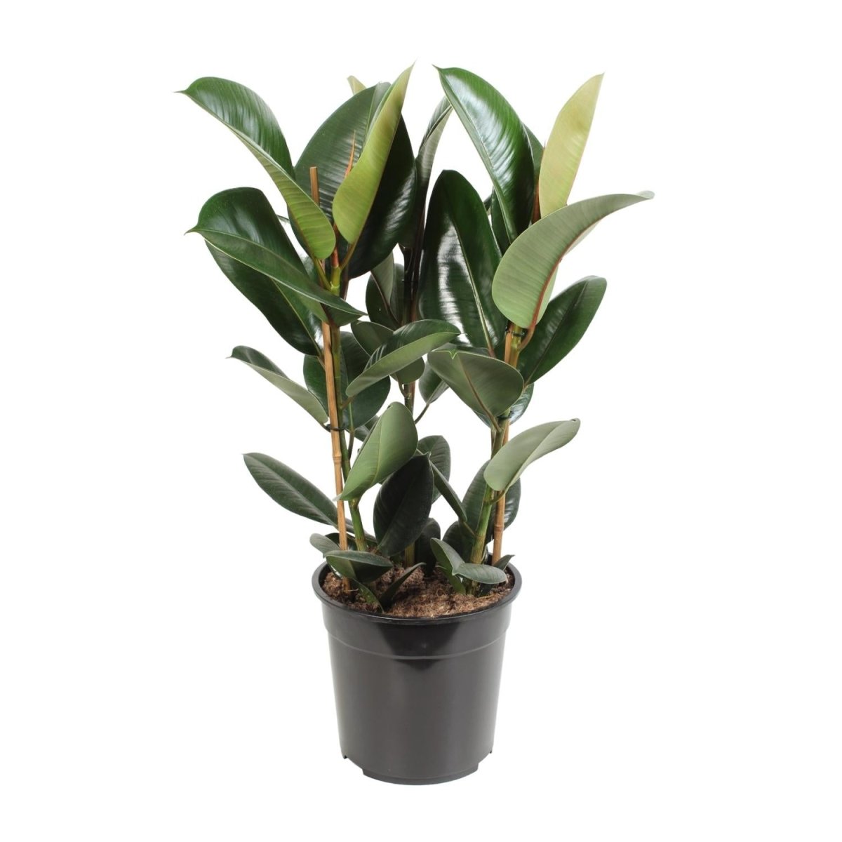Ficus Elastica Robusta P 27 H 85 cm - 12640 - PlantenShop24