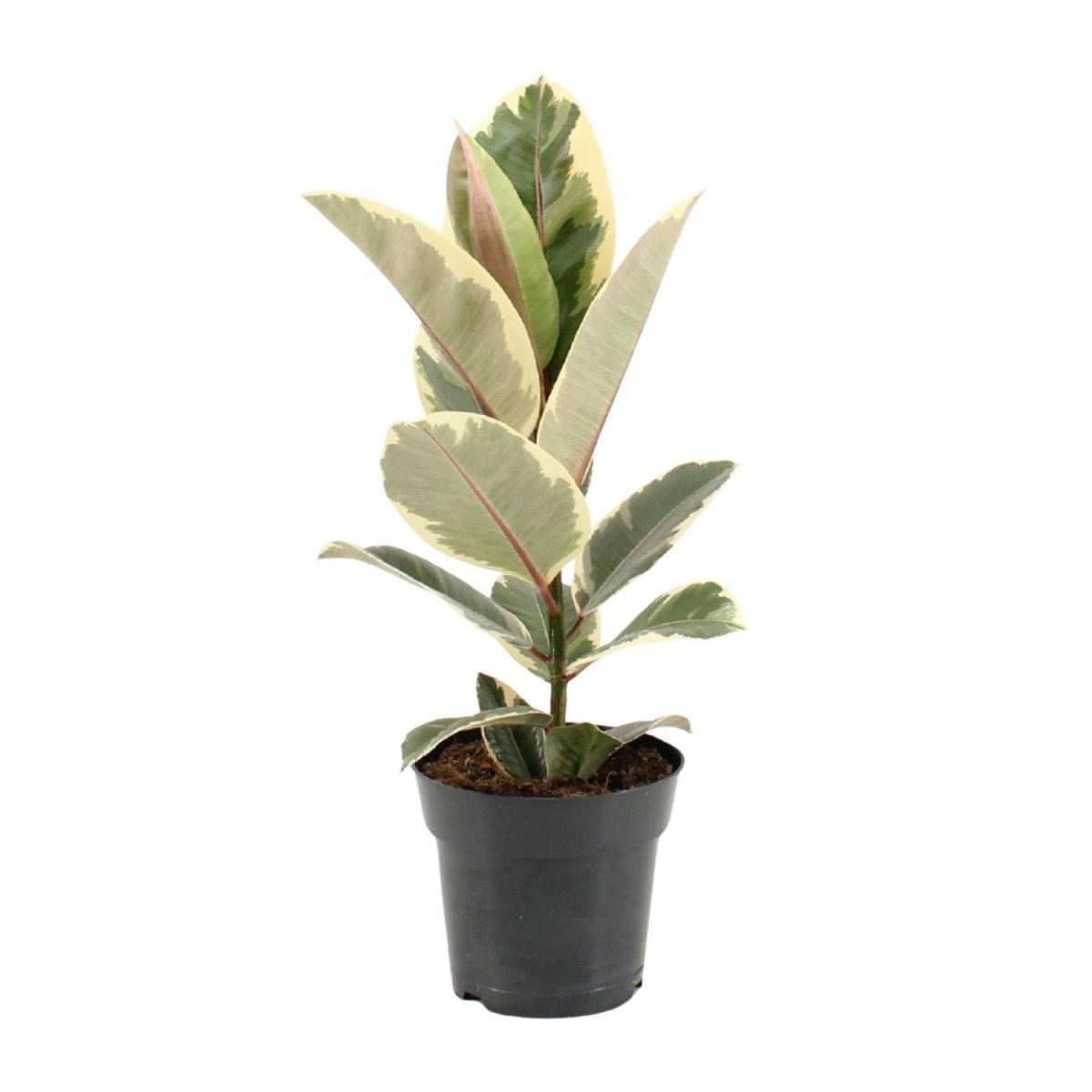 Ficus Elastica 'Tineke' P 17 H 55 cm - 22100 - PlantenShop24