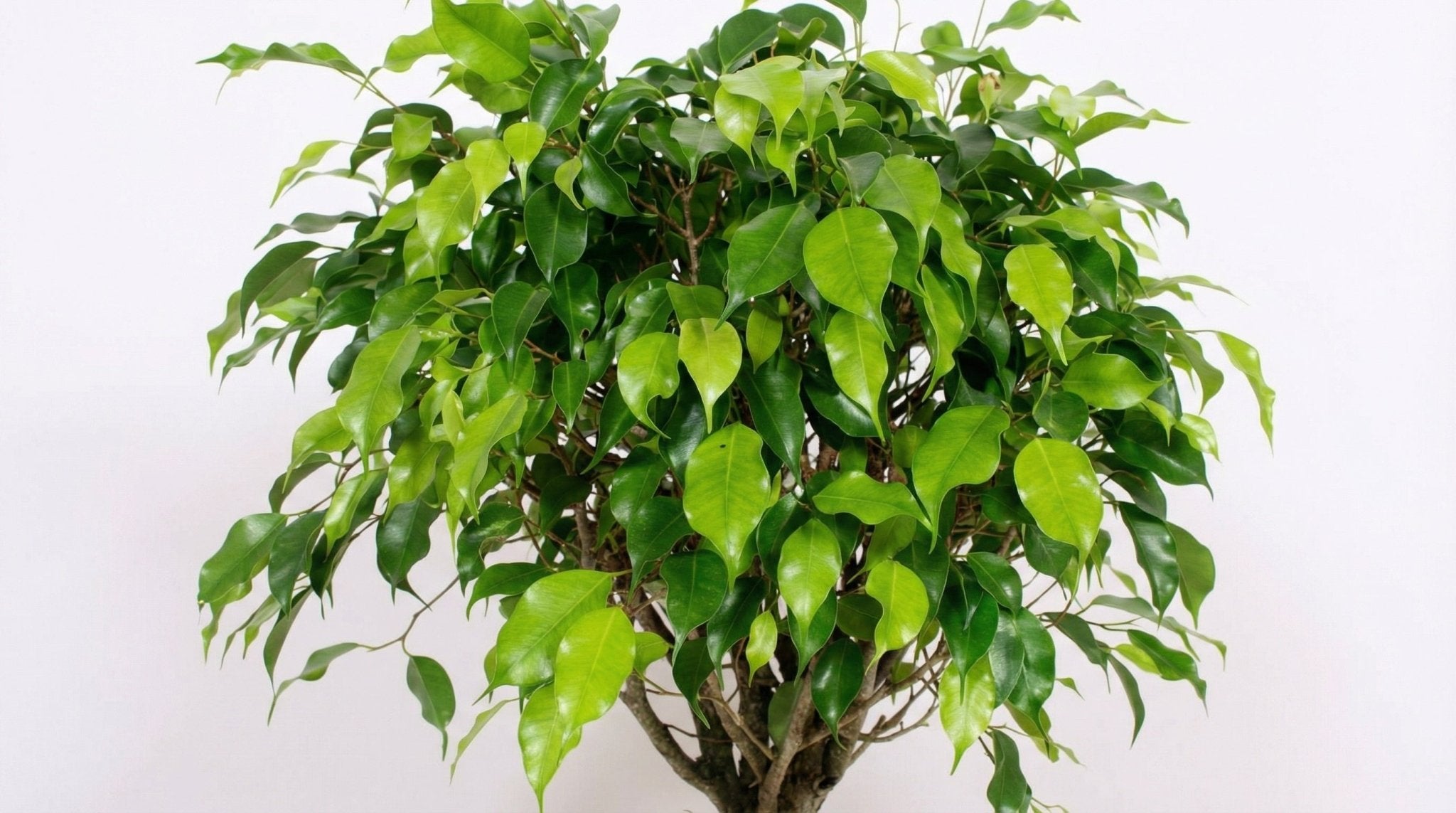 Ficus Exotica P 30 H 120 cm - 10093 - PlantenShop24