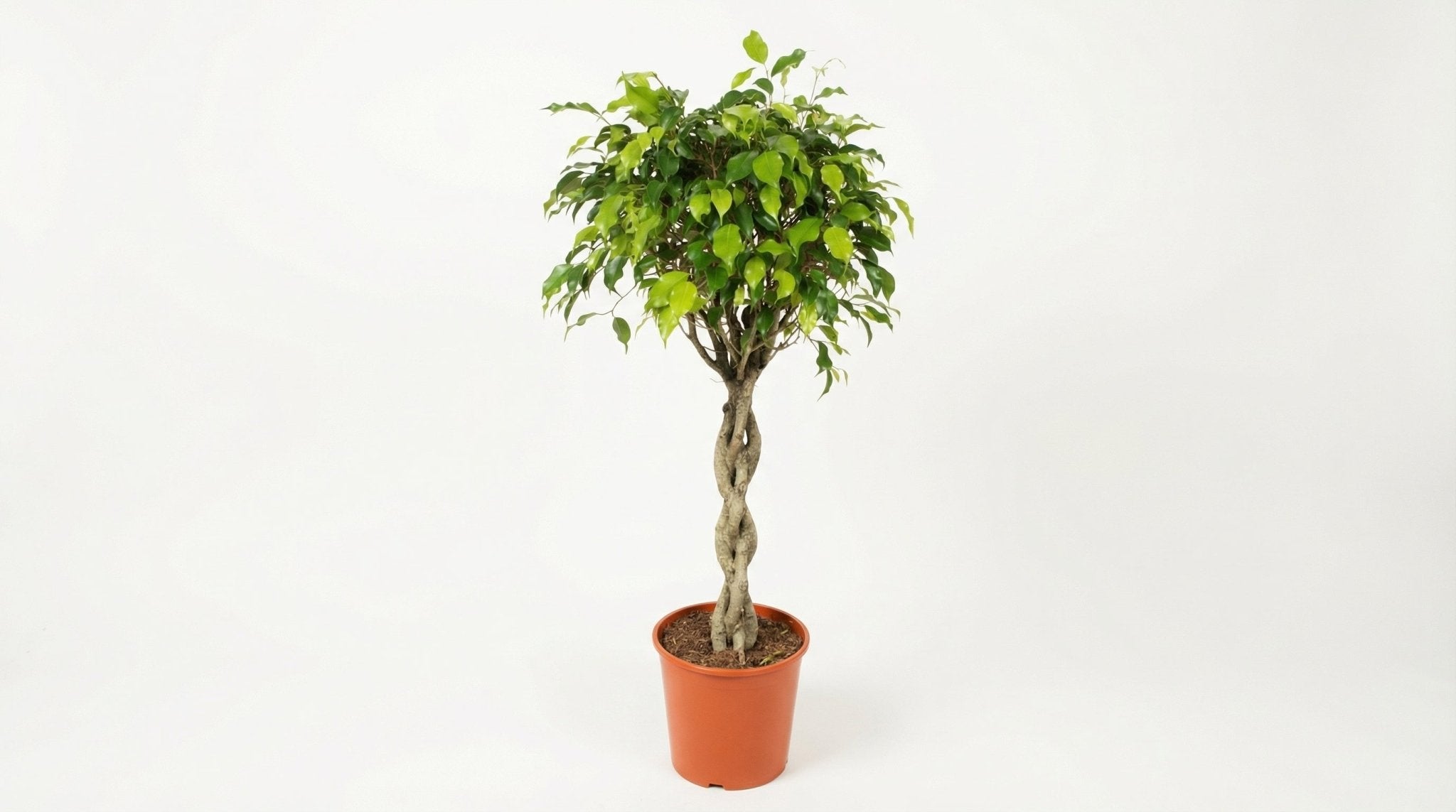 Ficus Exotica P 30 H 120 cm - 10093 - PlantenShop24