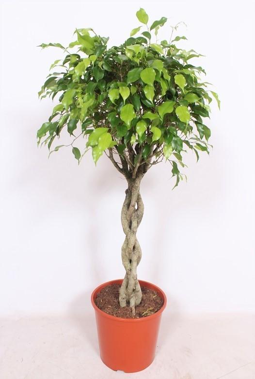 Ficus Exotica P 30 H 120 cm - 10093 - PlantenShop24