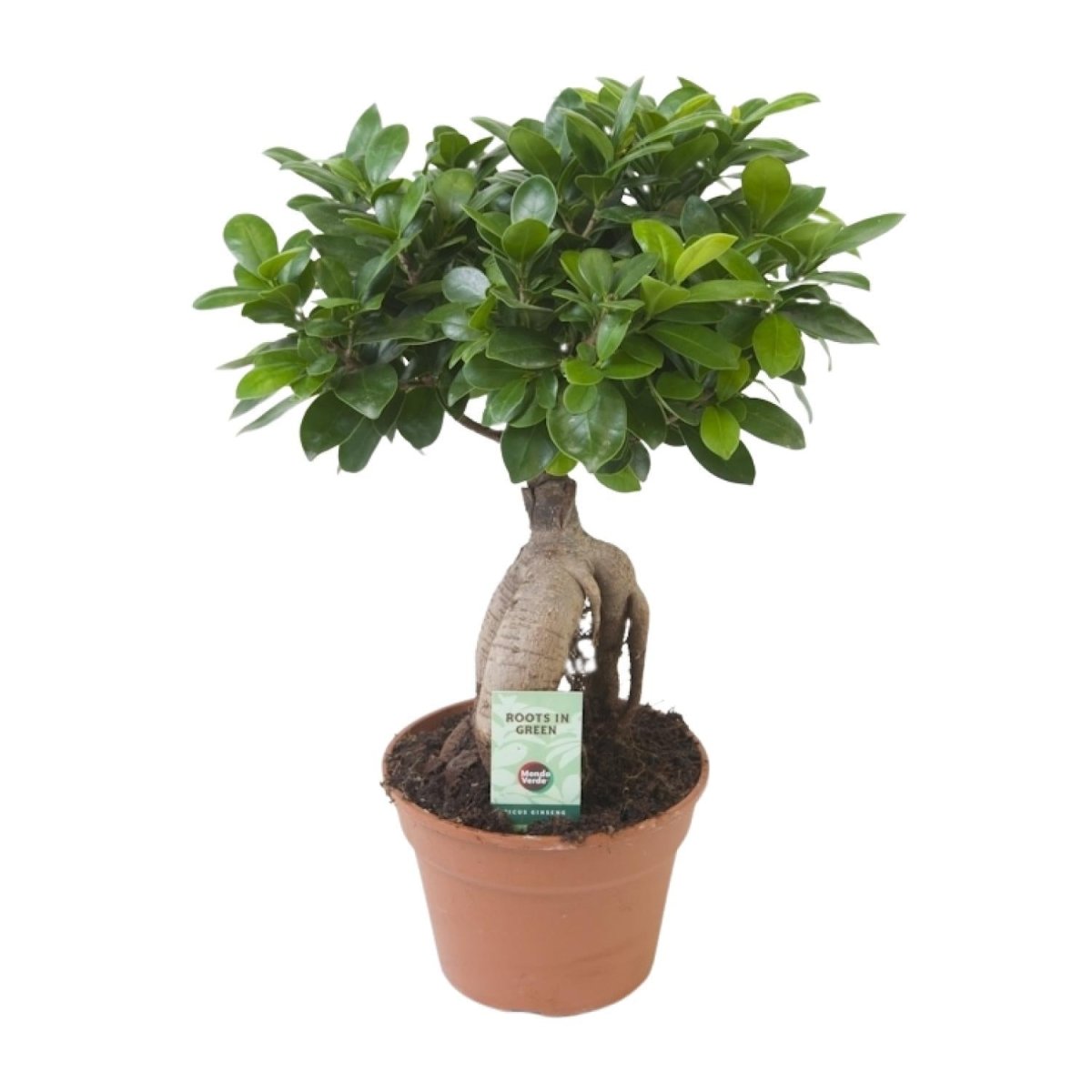 Ficus Ginseng P 17 H 40 cm - 20669 - PlantenShop24