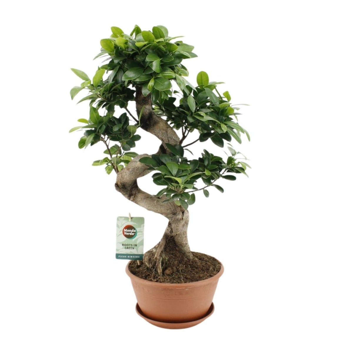 Ficus Ginseng P 22 H 60 cm - 20653 - PlantenShop24