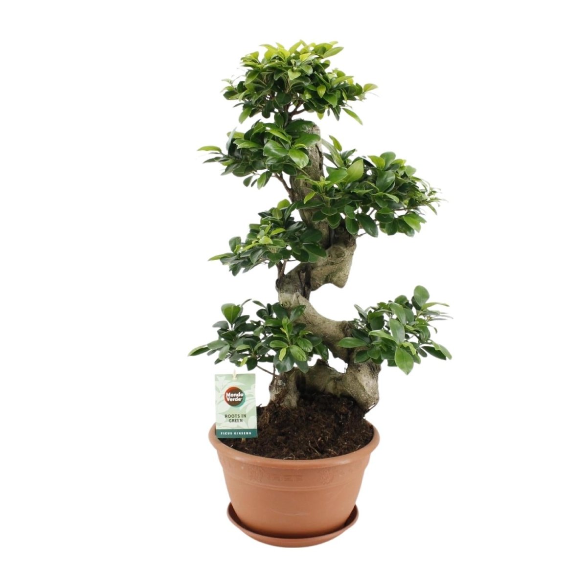 Ficus Ginseng P 27 H 70 cm - 20639 - PlantenShop24