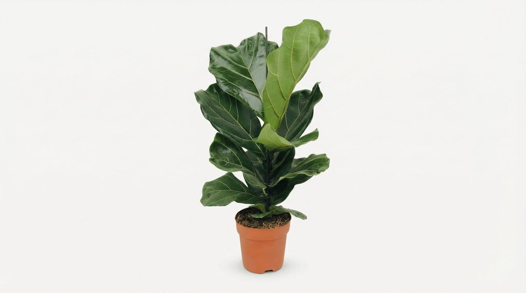 Ficus Lyrata P 17 H 75 cm - 3005 - PlantenShop24