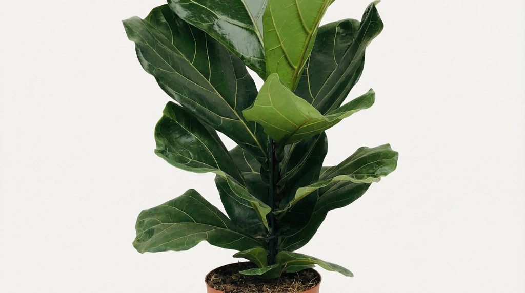 Ficus Lyrata P 17 H 75 cm - 3005 - PlantenShop24