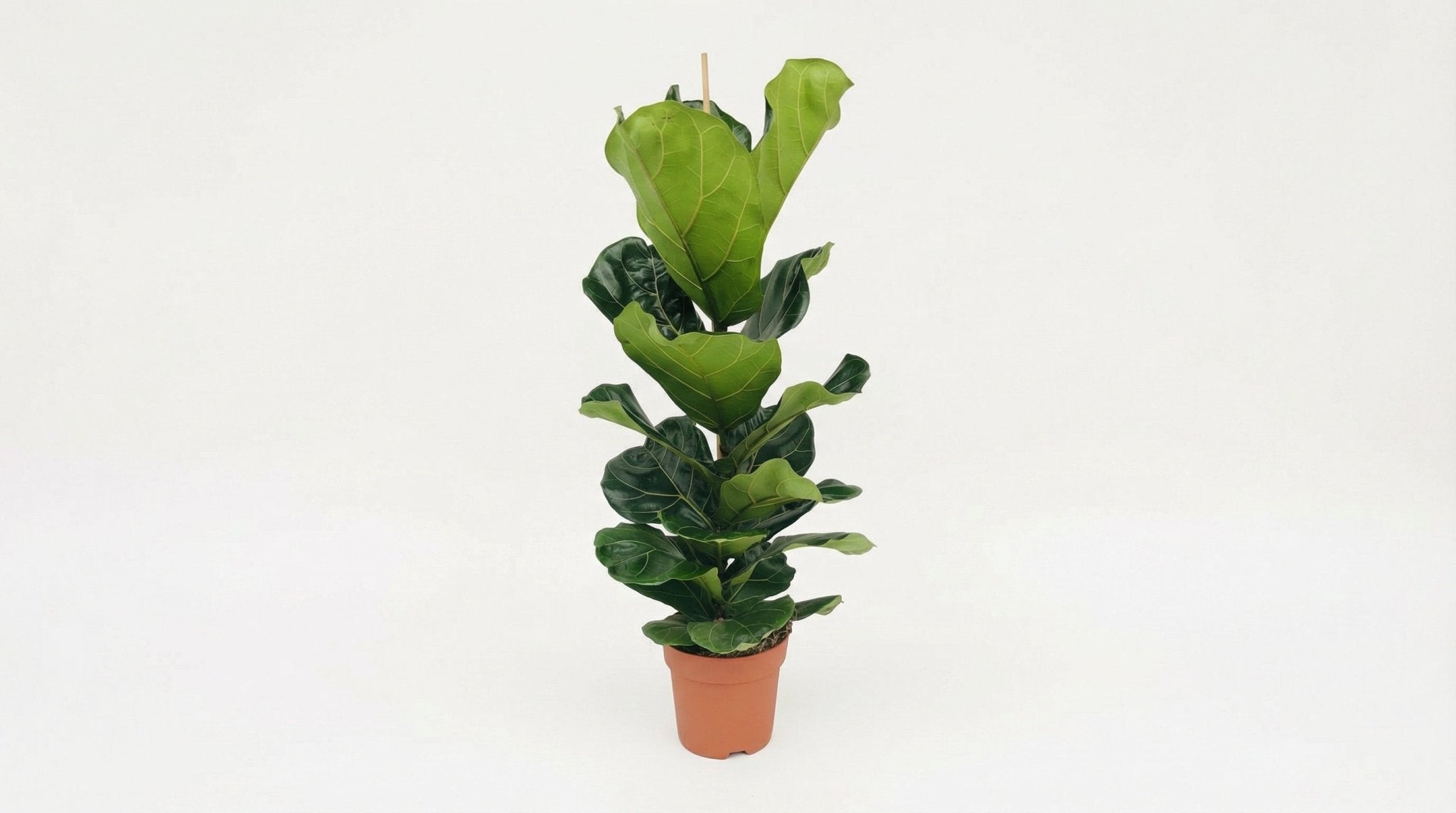 Ficus Lyrata P 21 H 110 cm - 3006 - PlantenShop24