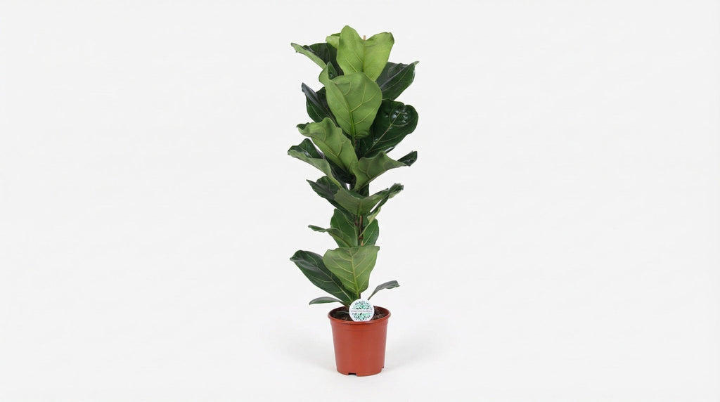 Ficus Lyrata P 21 H 90 cm - 15787 - PlantenShop24